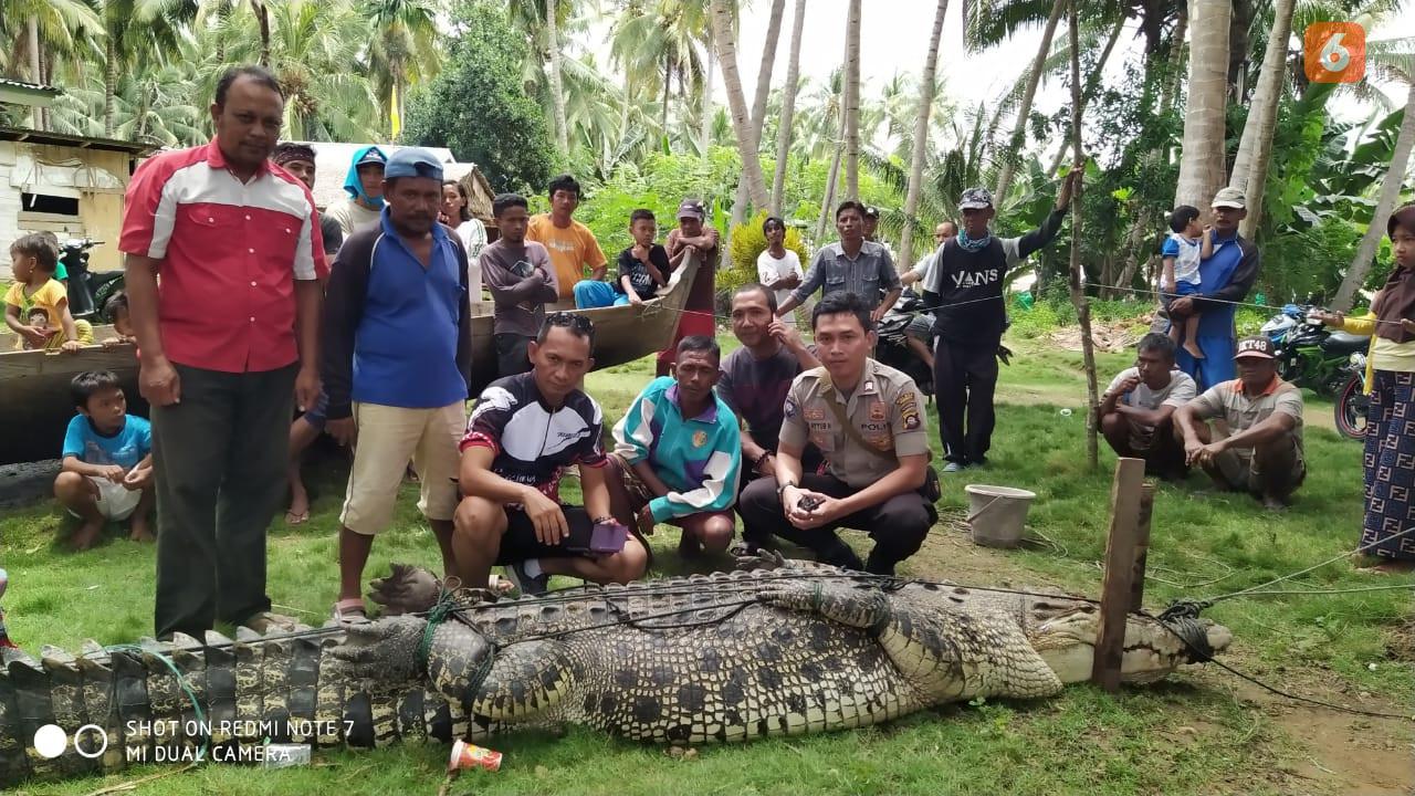 Ilustrasi buaya muara (Liputan6.com/Arfandi Ibrahim)