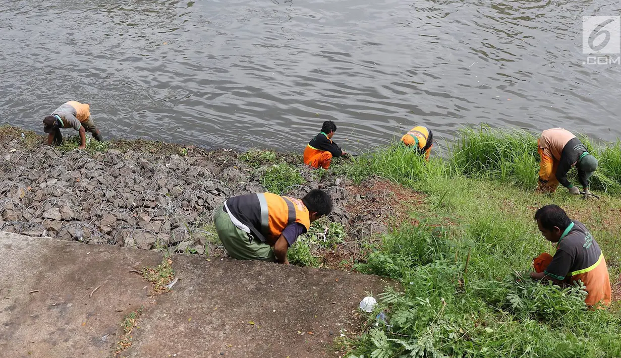 Petugas memotong rumput dengan arit di sepanjang bantaran Kanal Banjir Timur (KBT), Jakarta, Selasa (12/3). Tidak adanya mesin pemotong rumput menyebabkan para petugas melakukan perawatan rutin dengan alat seadanya. (Liputan6.com/Immanuel Antonius)