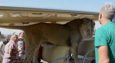 Melihat singa dari kejauhan memang sudah biasa. Namun, naik mobil bersama singa hal yang tak biasa.
