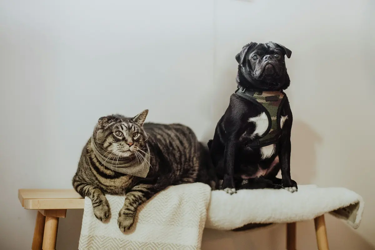 Dog and Cat