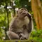 Spesies Baru Monyet Ditemukan di Hutan Kongo