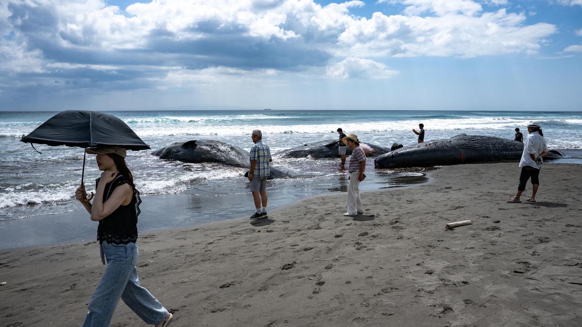 Beberapa Paus Sperma Terdampar di Pantai Heisaura Jepang, Efek Gempa dan Tsunami Rusia?