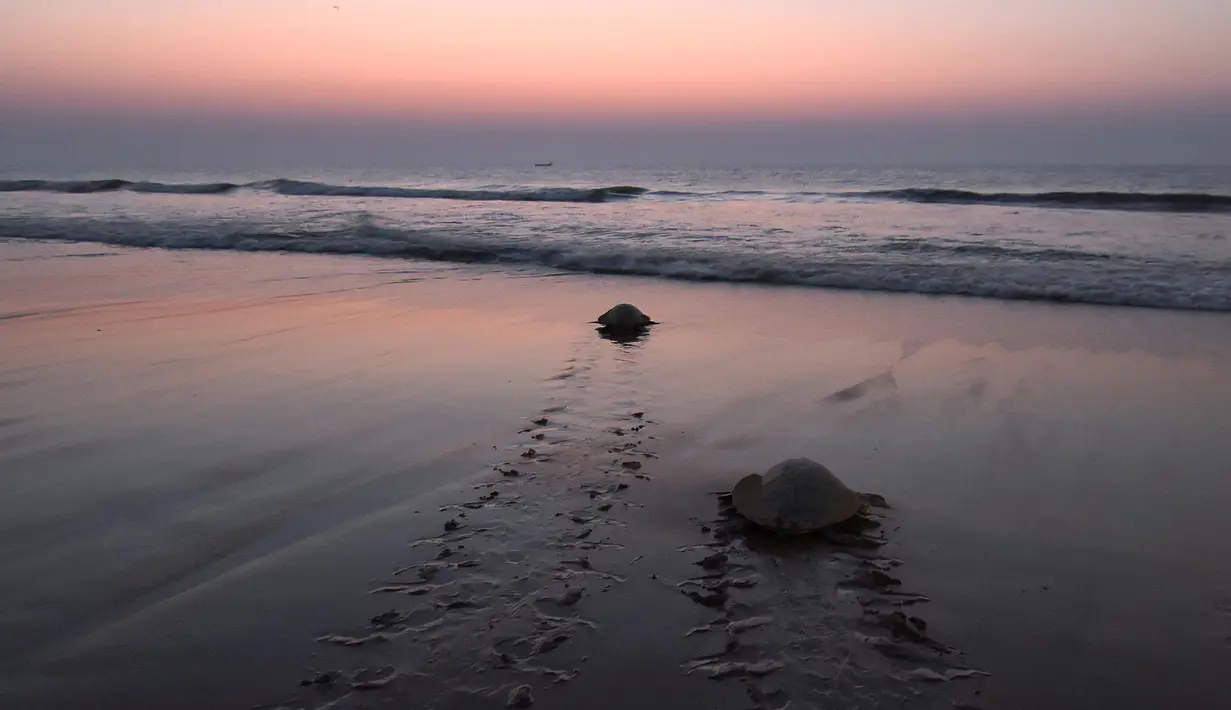 Penyu Olive Ridley kembali ke laut setelah bertelur di Pantai Rushikulya, 140 Km sebelah barat daya Bhubaneswar, Odisha, India, Jumat (23/2). Penyu jenis ini banyak terlihat di pantai India antara Januari hingga April dalam masa bertelur. (ASIT KUMAR/AFP)