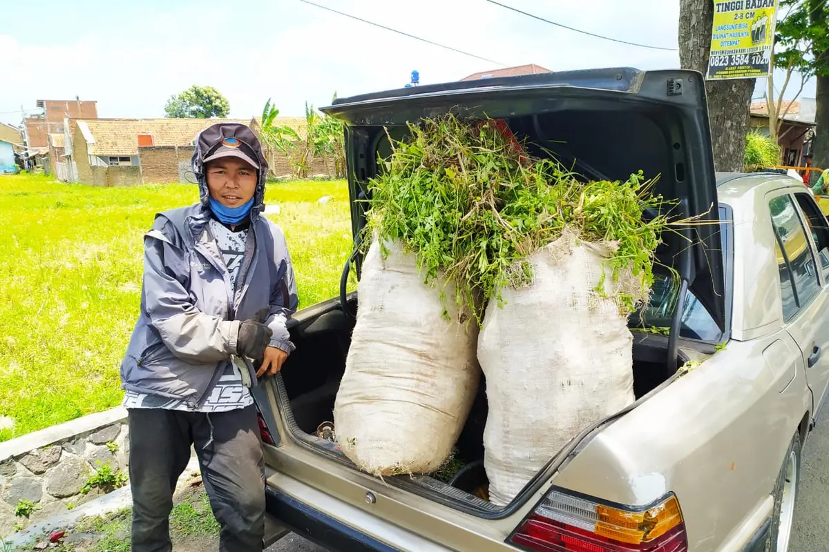 Muhamad Syam, menunjukan barang bawannya berupa rumput di mobil sedan e 300 classic tunggannya.