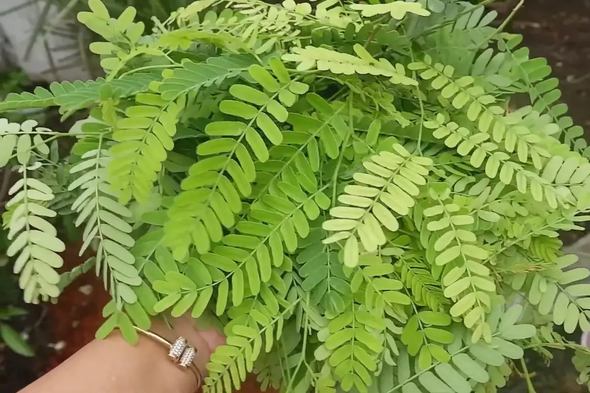 Daun Asam Jawa/Youtube Kebun Una