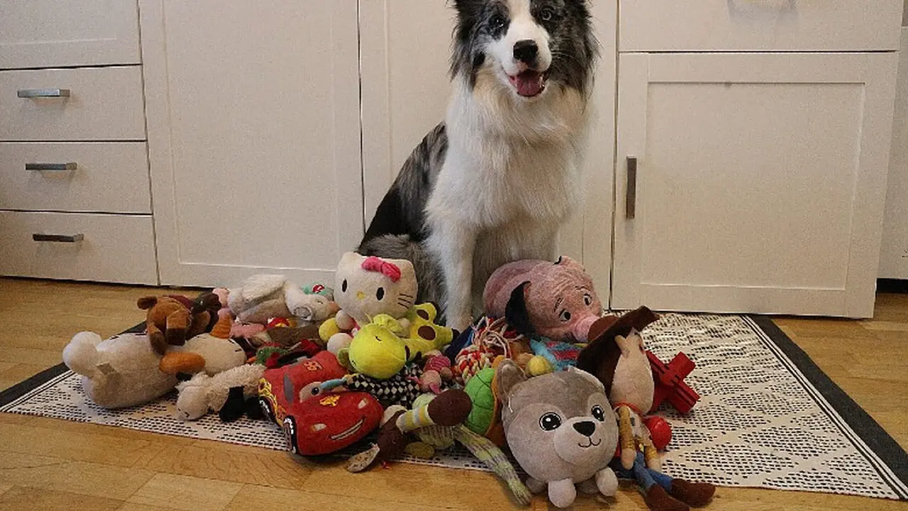 Genius Dog Challenge