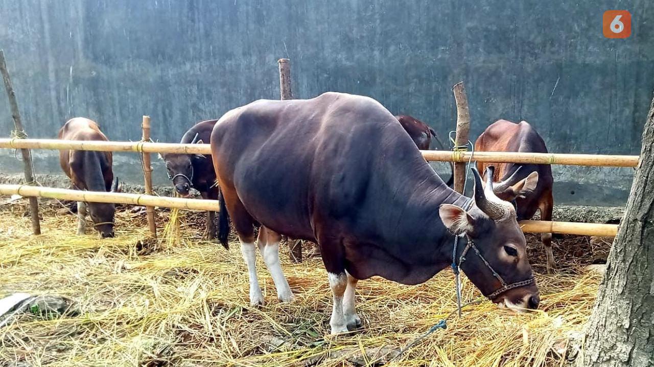 Bagaimana Hukum Membaca Niat Kurban Menggunakan Bahasa Indonesia?