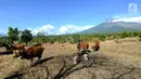 Petani memberi pakan ternak sapi-sapi peliharaannya di kaki Gunung Agung, Tulamben, Bali (30/6). Sebelumnya, Gunung Agung mengalami erupsi pada Kamis, 27 Juni 2018. (Merdeka.com/Arie Basuki)