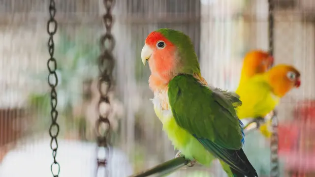Ilustrasi burung lovebird