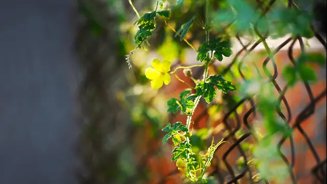 Ivy Gourd
