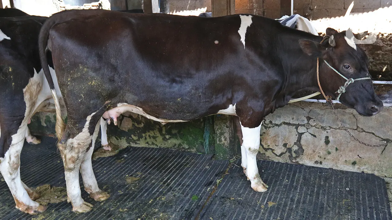 Penerapan Inseminasi Buatan untuk Peningkatan Produksi Hewan Ternak