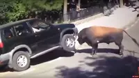 Nissan Terrano Duel dengan Banteng, Siapa Menang? 