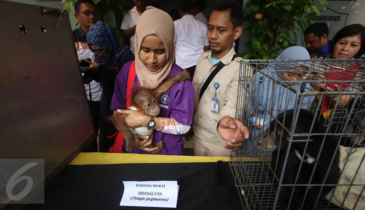 Anak orangutan dan beruang madu diperlihatkan petugas saat rilis barang bukti dugaan tindak pidana di bidang Konservasi Sumber Daya Alam (KSDA) hayati dan ekosistemnya di Polda Metro Jaya, Jakarta, Selasa (4/4). (Liputan6.com/ Immanuel Antonius)