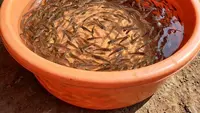 Cara Ternak Ikan Patin di Ember Bekas, Panen Melimpah di Lahan Sempit