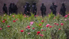 Sejumlah bunga poppy ilegal yang ditanam di sebuah perkebunan di desa Los Pericos, kota Mocorito, Meksiko (15/3). Bunga poppy ini biasa dijadikan untuk bahan pembuatan obat-obatan candu atau opium. (AFP/Rashide Frias)