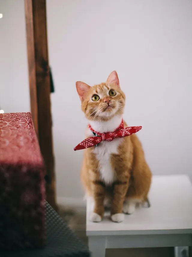 Kalung Pengikat Kucing yang Terlalu Kuat