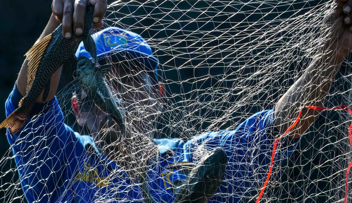 Operasi ini merupakan instruksi langsung dari Gubernur DKI Jakarta, Pramono Anung, untuk mengendalikan populasi spesies invasif yang merusak ekosistem sungai dan mengganggu stabilitas struktur tanggul. Tampak dalam foto, petugas dari Dinas Sumber Daya Air (SDA) DKI Jakarta menangkap ikan sapu-sapu dari salah satu danau yang terhubung dengan sungai di Jakarta pada Jumat 24 April 2026. (BAY ISMOYO/AFP)