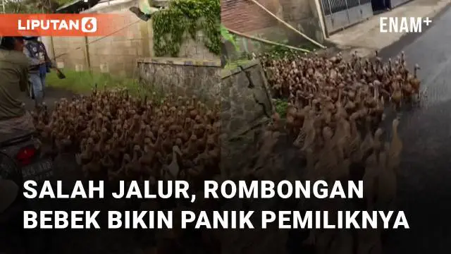 Momen kocak terjadi saat rombongan bebek salah jalur ketika sedang di angon