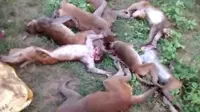12 monyet mati massal di hutan India. (News Lion)