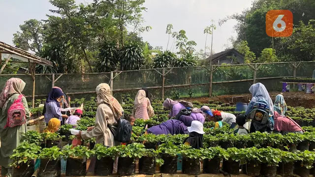 Wisatawan saat petik buah strawberry di MD Farm di Kecamatan Gunungguruh Kabupaten Sukabumi. (Liputan6.com/Fira Syahrin).