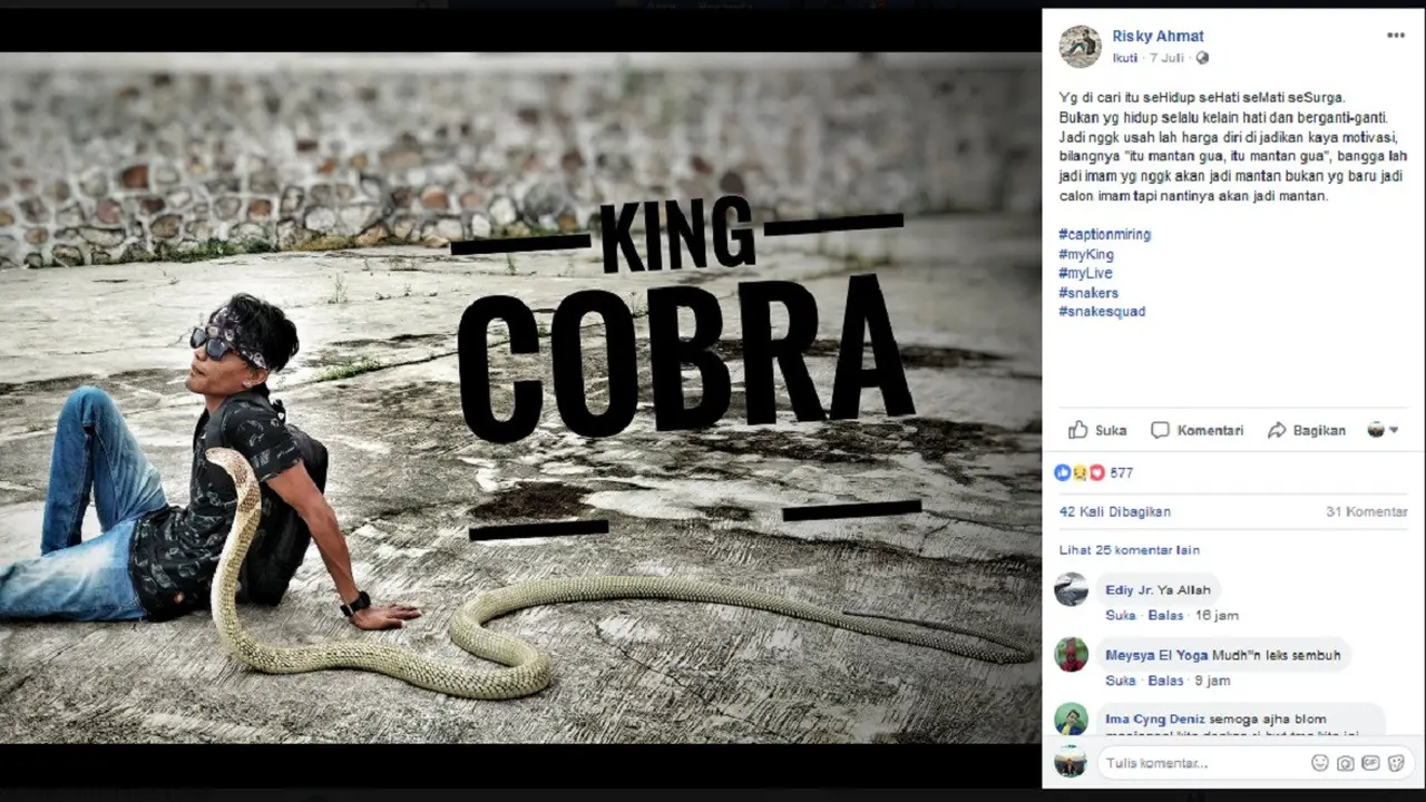 Pawang ular digigit king cobra