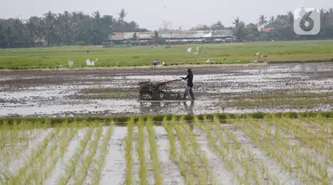 Petani tengah menggarap sawah di Kabupaten Tangerang, Senin (9/8/2021). Mentan Syahrul Yasin Limpo mengatakan sektor pertanian tahan terhadap dampak pandemi COVID-19 yang menyebabkan pertumbuhan ekonomi di sektor lain negatif, sementara di pertanian selalu positif. (Liputan6.com/Angga Yuniar)