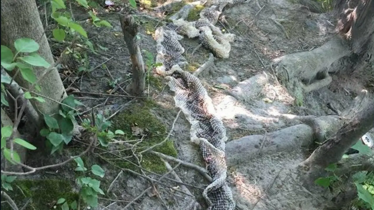 Penemuan kulit ular di Maine, Amerika Serikat. (BBC/Westbrook Maine P.O)