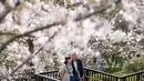 Sakura juga merupakan bunga nasional Jepang dari genus Prunus yang mekar pada musim semi dan menjadi simbol kehidupan, kefanaan, serta keindahan yang tidak kekal. Tampak dalam foto, sepasang kekasih berbincang di bawah pohon sakura di sebuah taman di Tokyo pada Senin 30 Maret 2026. (Yuichi YAMAZAKI/AFP)