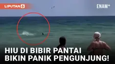 Panik! Pengunjung Berhamburan Keluar dari Air Karena Kemunculan Hiu di Bibir Pantai
