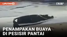 Viral Penampakan Buaya di Pantai Semayang Balikpapan