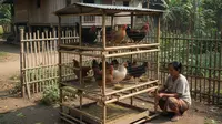 8 Jenis Ternak yang Cocok untuk Lahan 1x1 Meter di Desa, Modal Minim tapi Hasil Maksimal