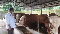 Kementan Apresiasi Peternak Boyolali yang Siap Suplai Kebutuhan Sapi ke Jabodetabek