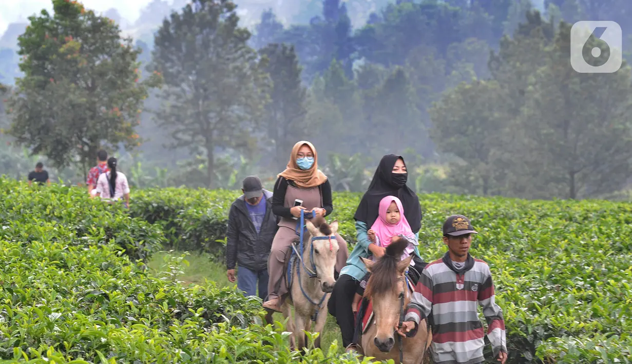 Warga berkuda saat berkeliling kebun teh di pinggir jalan raya yang menghubungkan Bogor-Cianjur di kawasan Gunung Mas, Puncak, Jawa Barat, Minggu (17/5). Kegiatan ngabuburit atau menunggu waktu berbuka puasa ini melanggar aturan PSBB karena mengundang kerumunan massa. (merdeka.com/Arie Basuki)