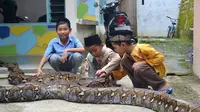 Anak-anak di Pejagoan, Kebumen, akrab dengan ular-ular piton raksasa. (Foto: Liputan6.com/Muhamad Ridlo)