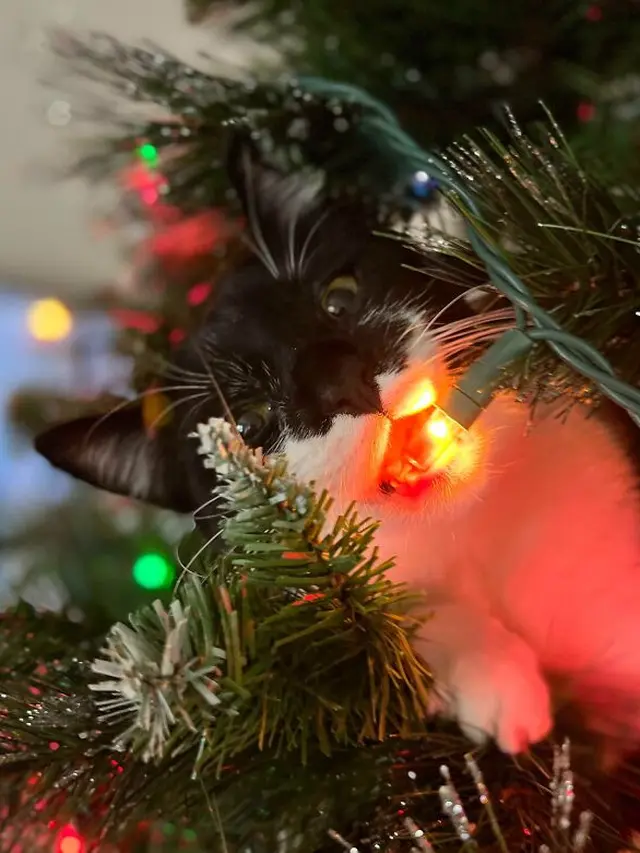 10 Potret Hewan Peliharaan saat Ikut Rayakan Natal Ini Bikin Geleng Kepala