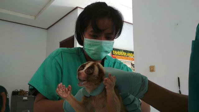 Marak Perburuan dan Perdagangan Kukang, karena Lucu atau 