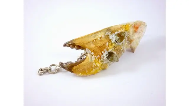 Manfaatkan Cangkang Kepiting Jadi Perhiasan, 7 Hasilnya Mengagumkan