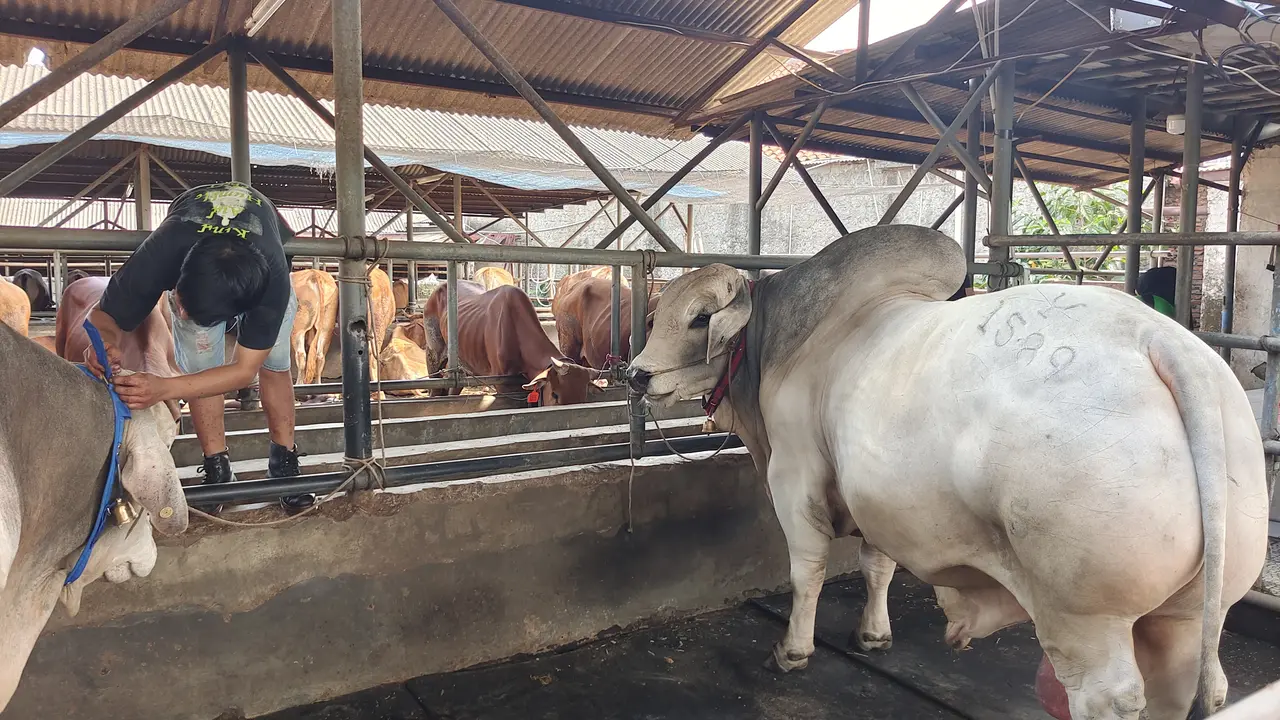 Sejumlah hewan kurban yang dijual salah satu pedagang di Kota Depok jelang hari raya Idul Adha.