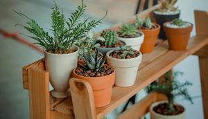 Tanaman hias seperti kaktus. credits: pexels/minan