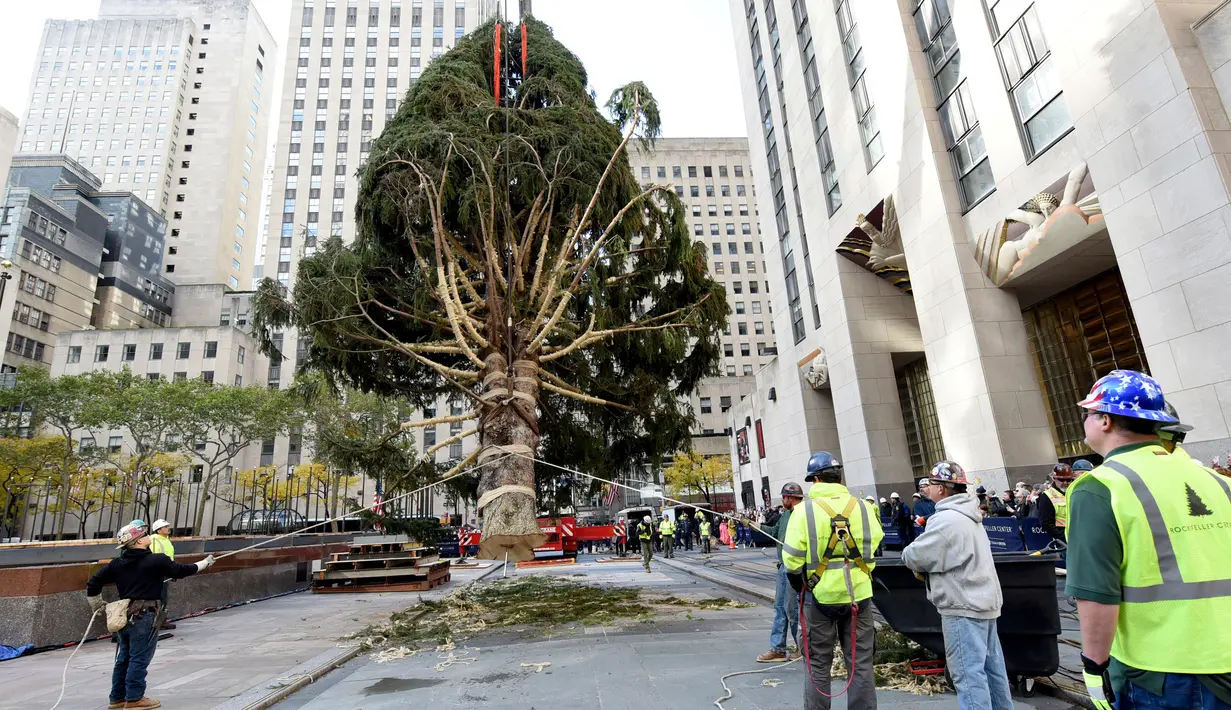 Pekerja menggunakan alat berat untuk menempatkan pohon Natal raksasa di Rockefeller Center, kota New York, Sabtu (10/11). Pohon cemara jenis The Norway Spruce ini memiliki tinggi 22 meter dengan berat 12 ton.  (Diane Bondareff/AP for Tishman Speyer)