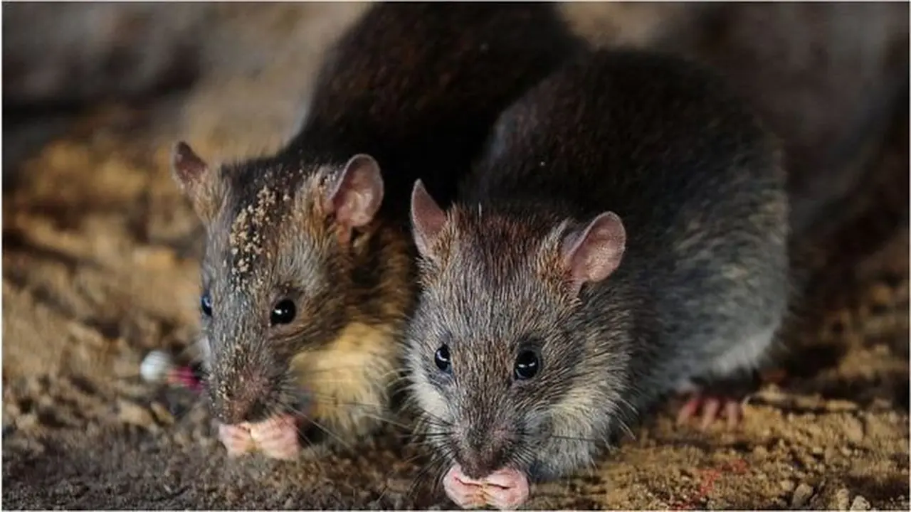Tikus minum alkohol sitaan di Bihar India (AFP)
