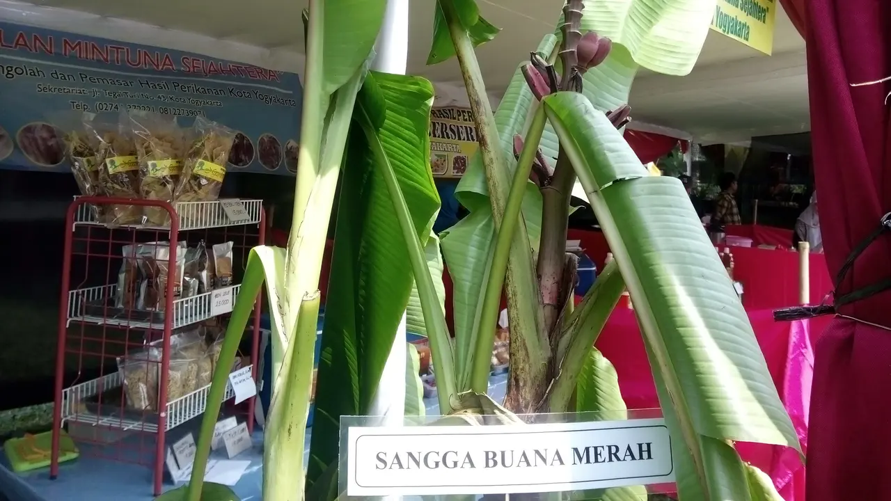 Pissang Sangga Buwan Merah