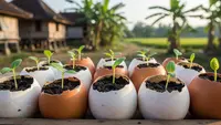 2 Cara Buat Media Semai Bibit Pakai Kulit Telur Bekas Biar Ramah Lingkungan