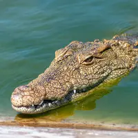 ilustrasi buaya/ L.Steward Masweneng/pexels