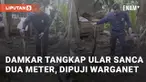Ular sanca sepanjang lebih dari dua meter ditemukan di kandang ayam. Lokasi kejadian berada di Kampung Kebon Kalapa, Desa Lebakparahiang, Leuwidamar