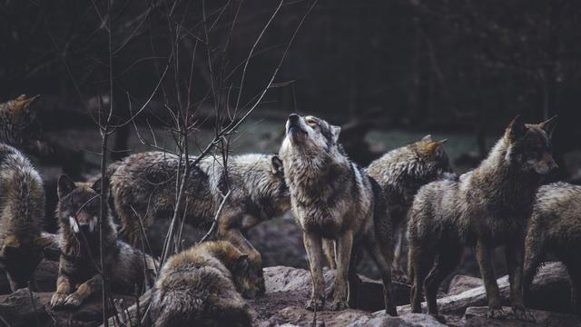 Ilustrasi mimpi, serigala