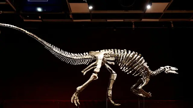 Misteri Fosil, Jejak Pertama Tulang Dinosaurus Terungkap di Tanah Afrika Sepuluh Abad Silam