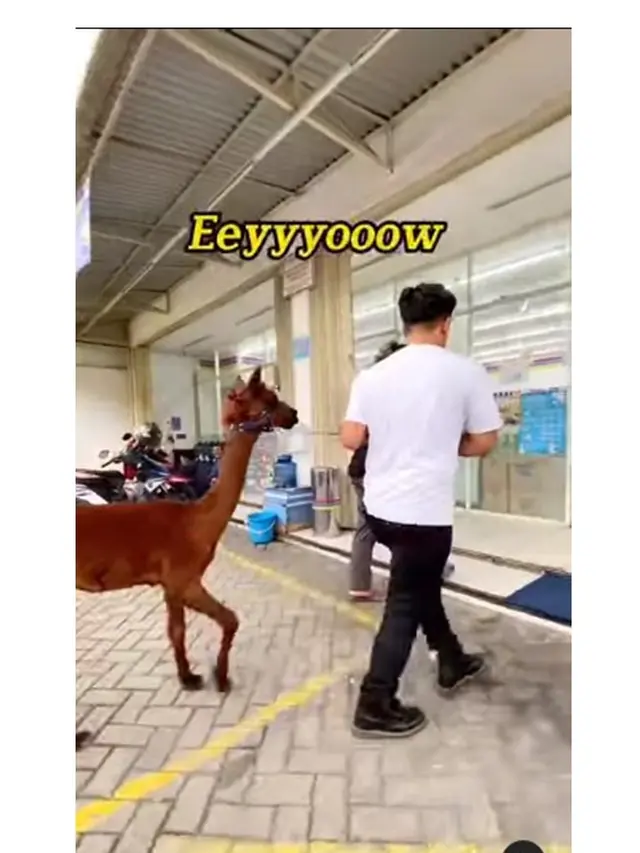7 Potret Irfan Hakim dengan Alpaca Kesayangannya, Bikin Netizen Gemas