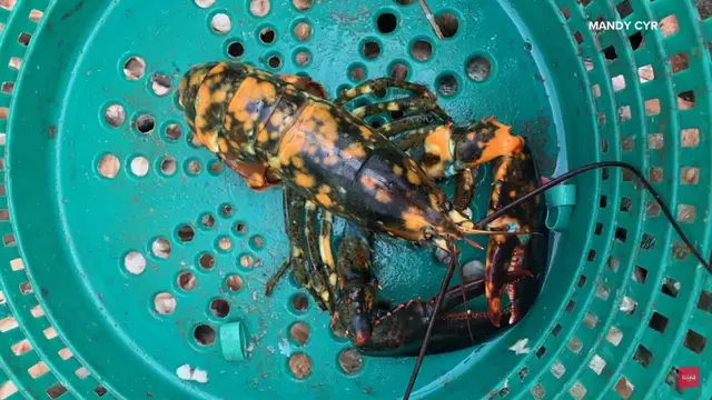 Lobster Oranye