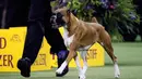 Wilma the boxer bersaing dalam Westminster Kennel Club Dog Show ke-144 di New York, Amerika Serikat, Selasa (11/2/2020). Westminster Kennel Club Dog Show ke-144 berlangsung pada tanggal 8 hingga 11 Februari 2020. (AP Photo/John Minchillo)